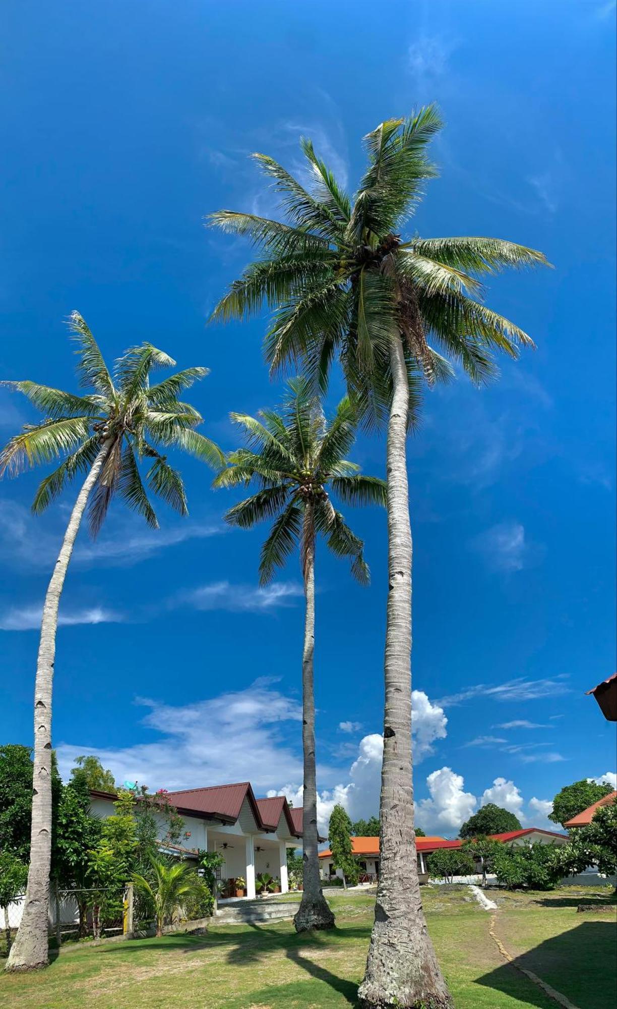 Tauig Beach Resort Moalboal Exterior photo